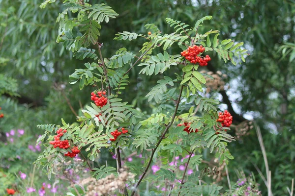 Red Berries Growing Tree Tree Nature Reserve Red Fruit Contrasts — Stockfoto