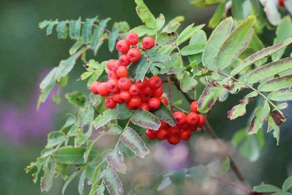 Red Berries Growing Tree Tree Nature Reserve Red Fruit Contrasts — Stockfoto