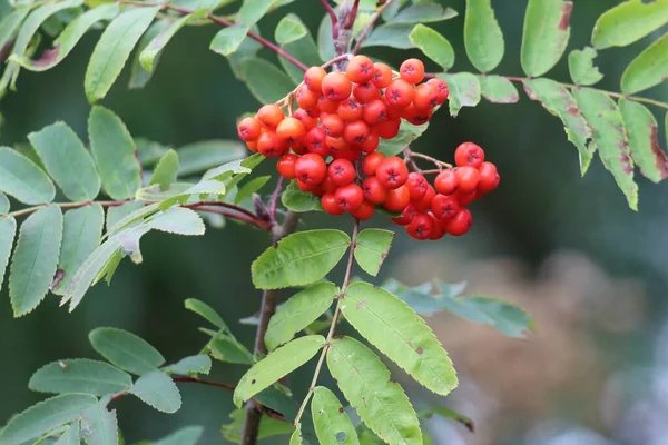 Red berries that are growing on a tree. This tree is at a nature reserve. The red fruit contrasts well with the green tree and background. This looks like a holly bush at Christmas.