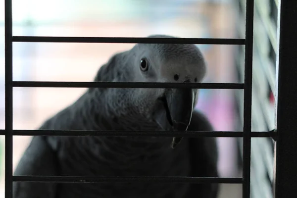 Young Pet African Grey Parrot Bird Sitting Perch Cage Bird — Photo