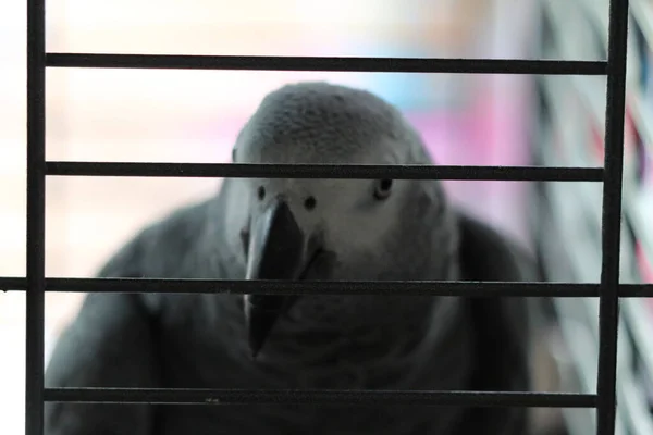 Young Pet African Grey Parrot Bird Sitting Perch Cage Bird — Foto de Stock