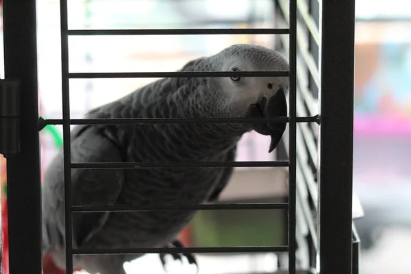 Young Pet African Grey Parrot Bird Sitting Perch Cage Bird — Foto Stock