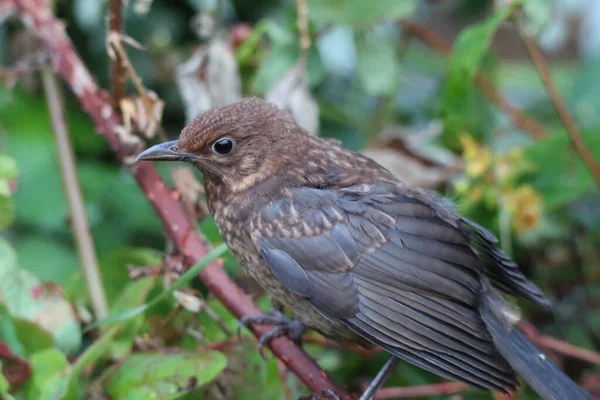 Small Blackbird Has Landed Garden Animal Made Garden Its Home — 스톡 사진