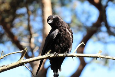 An extremely rare image of a crow on a tree branch. The bird is in hot weather and drying out on the tree, tilting their head to one side. A lovely and rare shot.