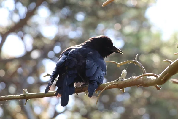 Extremely Rare Image Crow Tree Branch Bird Hot Weather Drying — Stockfoto