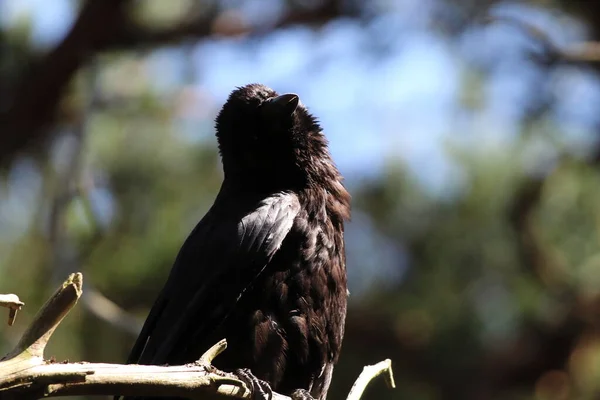 Extremely Rare Image Crow Tree Branch Bird Hot Weather Drying — Stockfoto