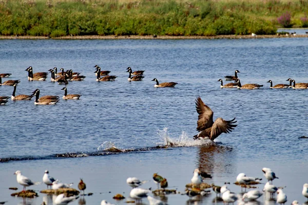 A wonderful and a rare image of a Canadian Goose flying and gliding over a lake at a nature reserve. The massive wingspan is visible in the image as the goose hits the water of the lake.