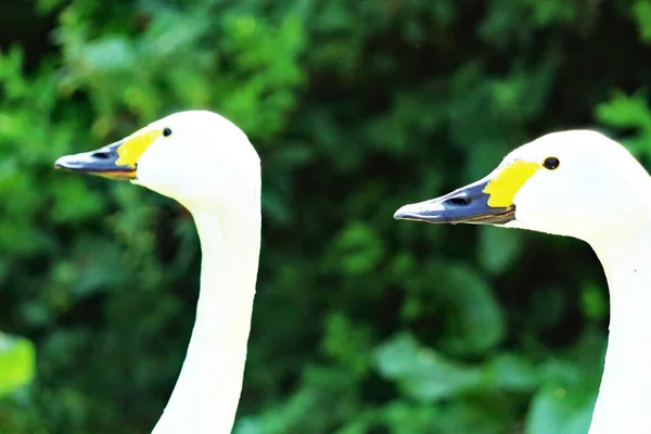 A portrait shot of two Bewick Swans, taking during the heatwave and exceptionally hot weather. These swans are more rare than other species and have a yellow stripe above their black beak