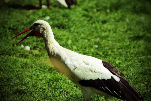 Portrait Southern Stork Bird Image Animal Has Beak Slightly Open — Zdjęcie stockowe