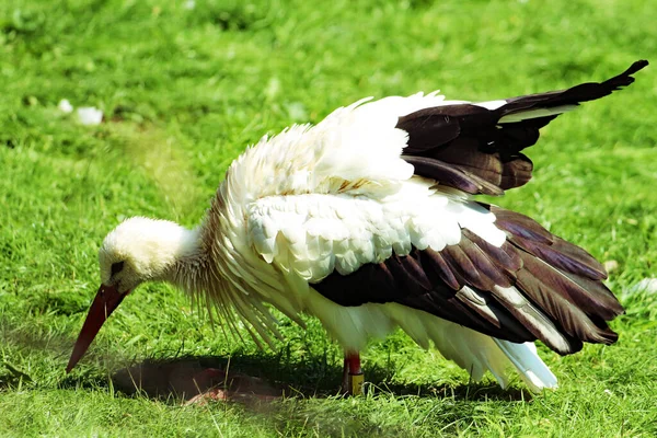 Southern Stork Bird Beautiful Tropical Rare Bird Photographed Exceptionally Hot — Stockfoto