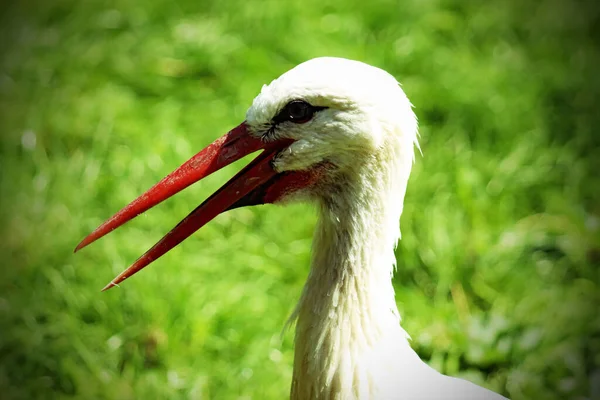 Portrait Southern Stork Bird Image Animal Has Beak Slightly Open — Stock Fotó