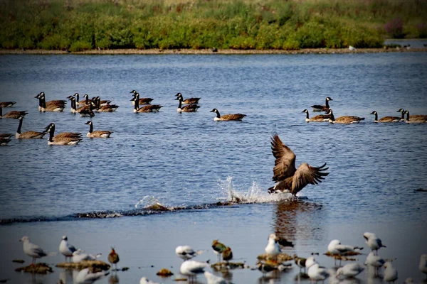 Wonderful Rare Image Canadian Goose Flying Gliding Lake Nature Reserve — Stockfoto