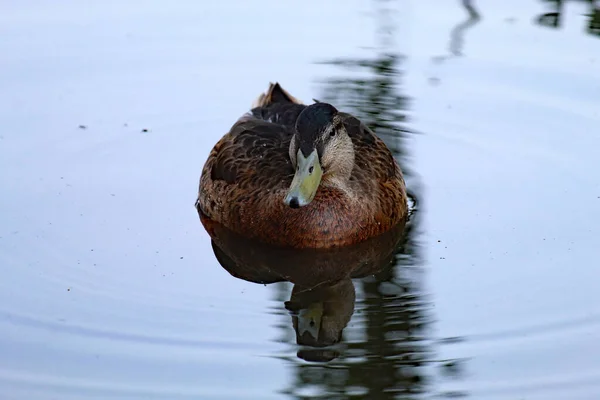 Lone Mallard Duck Swimming Calm Tranquil Lake Heatwave Ripples Bird — Stockfoto