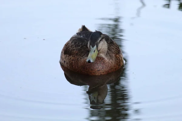 A lone mallard duck swimming over a calm and tranquil lake during a heatwave. The ripples from the bird and the reflection can be seen in the cold water.