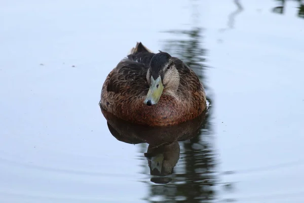 Lone Mallard Duck Swimming Calm Tranquil Lake Heatwave Ripples Bird — Photo
