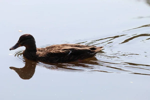 Lone Mallard Duck Swimming Calm Tranquil Lake Heatwave Ripples Bird — Photo