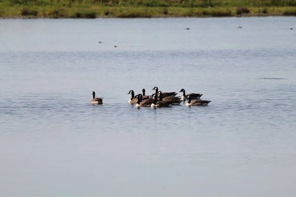 Very Large Flock Canadian Geese Lake Nature Reserve Photo Taken — Stock Photo, Image