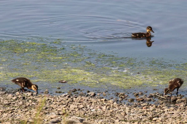 Baby Ducklings Congregate Forage Food Water Edge Lake Mother Out — Stock Photo, Image