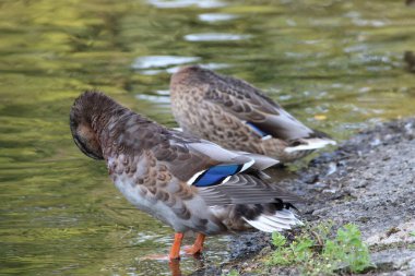 A closeup of a blue mallard duck sitting at the edge of a pond. The blue strip can be seen on the wing of the animal, this was glowing bright due to the bright sun and heatwave.