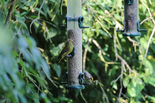 Headed Goldfinch Birds eating food from a feeder. These birds are small with unique colours in their feathers, making them look more tropical than most other birds in the United Kingdom.