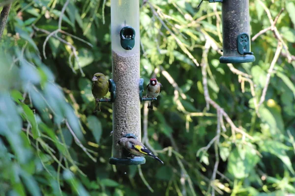 Headed Goldfinch Birds eating food from a feeder. These birds are small with unique colours in their feathers, making them look more tropical than most other birds in the United Kingdom.