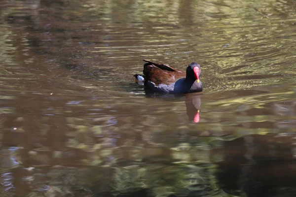 A rare black duck with a red beak and red eyes. The bird has a hint of yellow at the end of their beak, a very rare and unusual species in the United Kingdom.