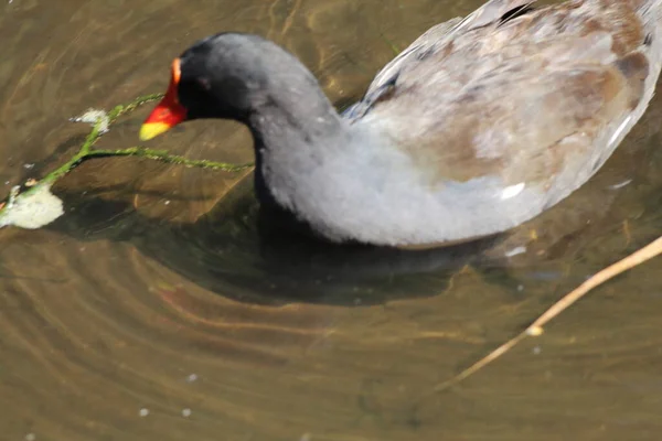 A rare black duck with a red beak and red eyes. The bird has a hint of yellow at the end of their beak, a very rare and unusual species in the United Kingdom.