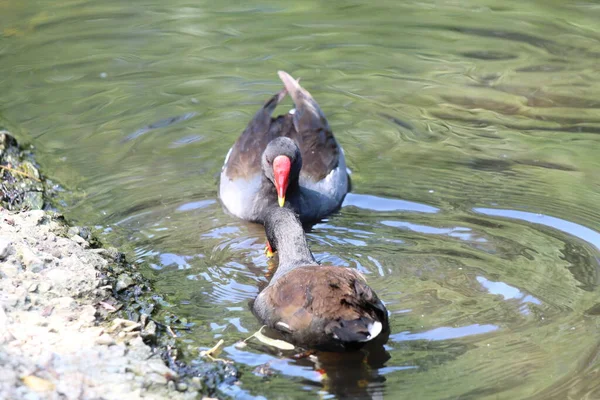 A rare black duck with a red beak and red eyes. The bird has a hint of yellow at the end of their beak, a very rare and unusual species in the United Kingdom.