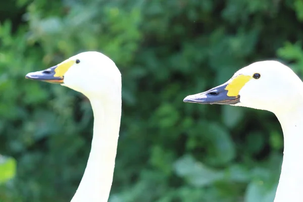 Portrait Shot Two Bewick Swans Taking Heatwave Exceptionally Hot Weather — Fotografia de Stock