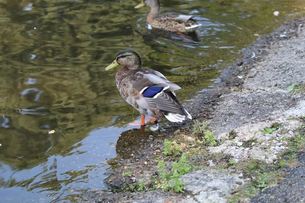 Closeup Blue Mallard Duck Sitting Edge Pond Blue Strip Can — Photo