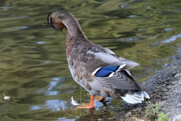 Closeup Blue Mallard Duck Sitting Edge Pond Blue Strip Can — Stockfoto