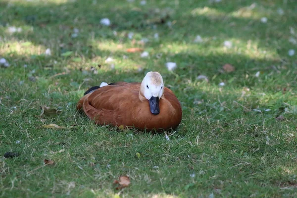 Beautiful Ruddy Shelduck Laying Grass Exceptionally Hot Weather Heatwave Duck — Stock Photo, Image