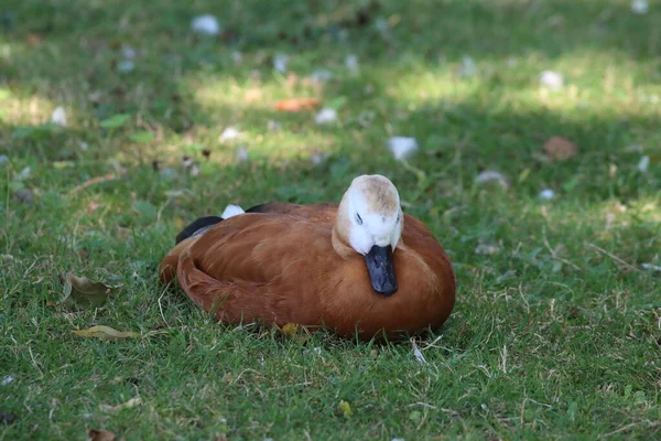 Beautiful Ruddy Shelduck Laying Grass Exceptionally Hot Weather Heatwave Duck — Stock fotografie
