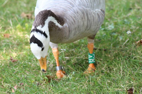Bar Headed Goose Waddling Foraging Food Geese Famous Stripe Goes — Stock fotografie