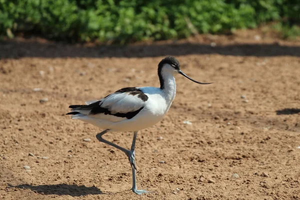 Exceptionally Rare Tropical Bird Located Nature Reserve Photo Taken Hot — Stock Fotó