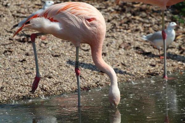 Pink Flamingos Using Very Long Necks Drink Water Eat Lake — Stock Fotó