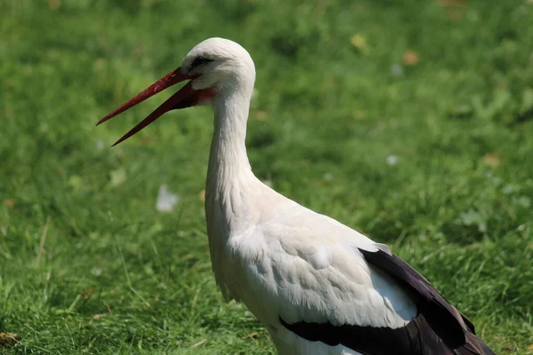 Portrait Southern Stork Bird Image Animal Has Beak Slightly Open — Stock Fotó