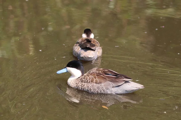 Very Rare Image Blue Beak Duck Birds Exceptionally Rare United — Zdjęcie stockowe