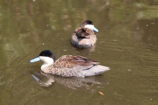 A very rare image of a blue beak duck. These birds are exceptionally rare in the United Kingdom.