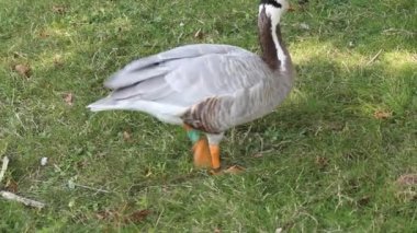 A Bar Headed Goose waddling and foraging for food. These geese are famous for the stripe that goes across their head. These are rare animals. This video was recorded during the heatwave.