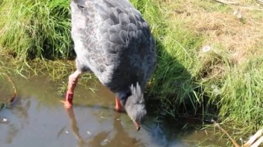 Two Southern Screamer Birds eating and drinking during hot weather and a heatwave. These animals are very rare and look like a cross between a pheasant, goose and a duck. 