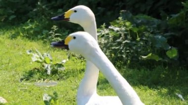 Two Bewick Swans walking in unison around a field. This video of these two rare birds was recorded during the exceptionally hot weather and heatwave in Burscough in Lancashire. 