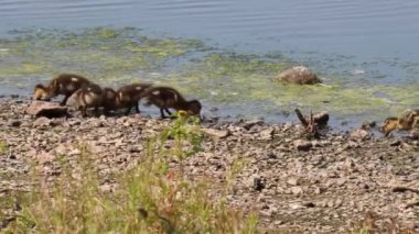 A mother duck and her baby ducklings drinking, swimming and eating on a lake. These babies only look very young and are being protected by their mother. This video was recorded during the heatwave.