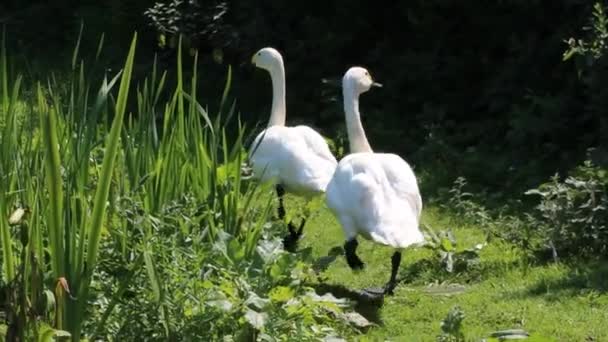 Two Bewick Swans Walking Unison Field Video Two Rare Birds — Stockvideo