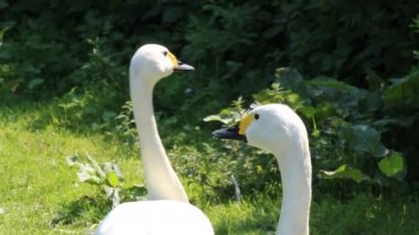 Two Bewick Swans walking in unison around a field. This video of these two rare birds was recorded during the exceptionally hot weather and heatwave in Burscough in Lancashire. 