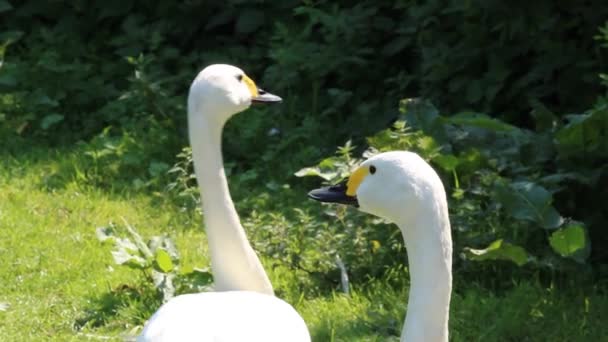 Two Bewick Swans Walking Unison Field Video Two Rare Birds — ストック動画