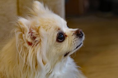A beautiful white Chihuahua staring intently at another animal in the room