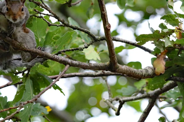 A wild squirrel running around a forest. The animal is looking for and collecting seeds and nuts before eating them.