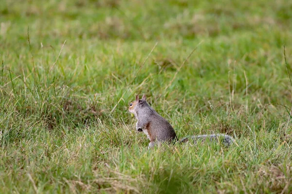 A wild squirrel running around a forest. The animal is looking for and collecting seeds and nuts before eating them.