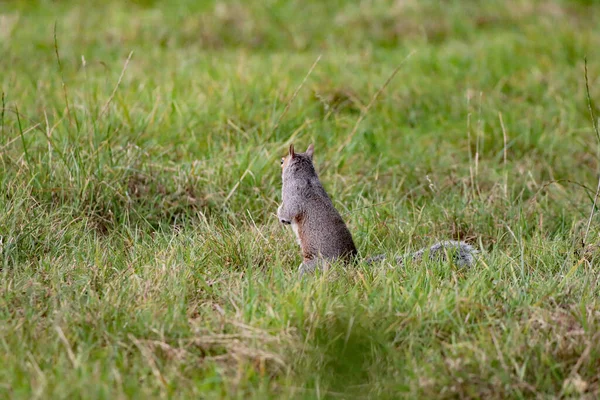 A wild squirrel running around a forest. The animal is looking for and collecting seeds and nuts before eating them.